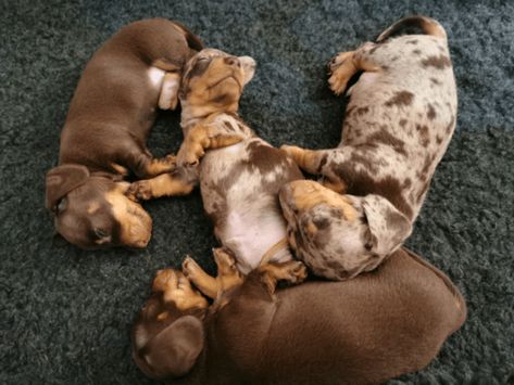 Miniature Dachshund Puppies For Sale | Lucedale, MS Aussie Poo, Miniature Dachshund Puppies For Sale, Miniature Dachshund Puppies, Dachshund Breed, Black And Tan Dachshund, Dachshund Puppies For Sale, Potty Pads, Dachshund Puppy Miniature, Miniature Dachshund