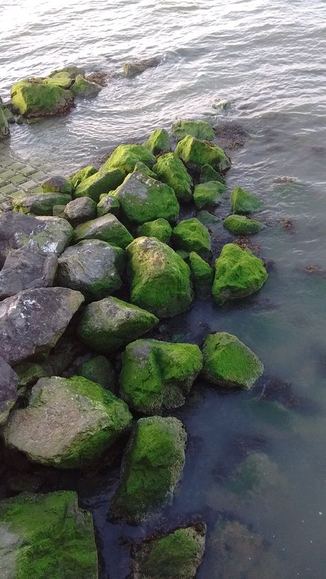 algae-covered rocks at the Emeryvile marina. click for image, I swear. Algae Aesthetic, Fantasy Piano, Underwater Rocks, Background References, Ocean Underwater, Sketching Tips, Green Algae, Watercolor Images, River Rock