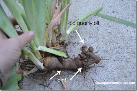 Dividing Irises, Dividing Plants, Oklahoma Gardening, Iris Flowers Garden, Growing Irises, Iris Rhizomes, Flowers Gardening, Iris Garden, Garden Bulbs