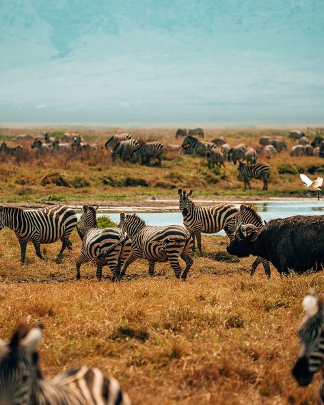 Day 4 of my group trip to Tanzania 📍 Ngorongoro Crater When I went on my first safari I asked my guide his favorite park & he said “Serengeti for wildlife but Ngorongoro for beauty” & PHEW he was right! 🤩 Ngorongoro Crater is absolutely stunning. It’s this huge caldera with all of this wildlife & every turn you make is just stunning because it looks like you’re encircled by mountains. We saw soooo many animals INCLUDING A BLACK RHINO & HER BABY (but I didn’t get a good photo, just a blurr... Ngorongoro Crater, Group Trip, Black Rhino, Good Photo, Group Travel, I Am The One, Tanzania, Like You, Cool Photos