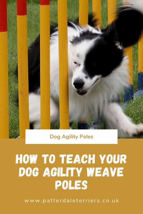 How To Teach Your Dog Agility, How To Teach Your Dog To Weave, Dog Commands Training, Loyal Dog Breeds, Dog Agility Course, Agility Training For Dogs, Dog Commands, Dog Sports, Dog Things