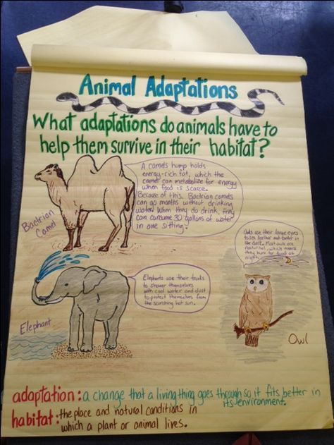 3rd grade science-Animal Adaptations 4th Grade Science Projects, Grade 2 Science, Fourth Grade Science, Science Anchor Charts, Activity For Students, 7th Grade Science, Animal Adaptations, First Grade Science, Third Grade Science