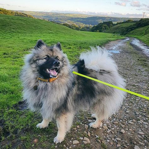 Keeshond Puppy, Keeshond Dog, German Dog Breeds, Dog Days Are Over, Akc Breeds, Spitz Dogs, All Breeds Of Dogs, Dog Breeds Medium, Sweet Hearts