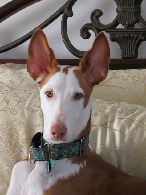 Gato Munchkin, Hound Dog Breeds, Ibizan Hound, Gifts For Dogs, Pretty Dogs, Chuck Norris, Hound Dog, Funny Animal, Doberman