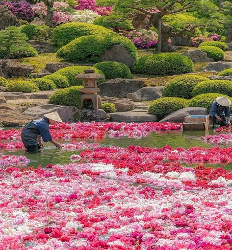 Diy Japanese Garden, Japan Honeymoon, Japan Flower, Gardens Of The World, Japan Garden, Travel Japan, Japanese Flowers, Exotic Flowers, Beautiful Places To Visit