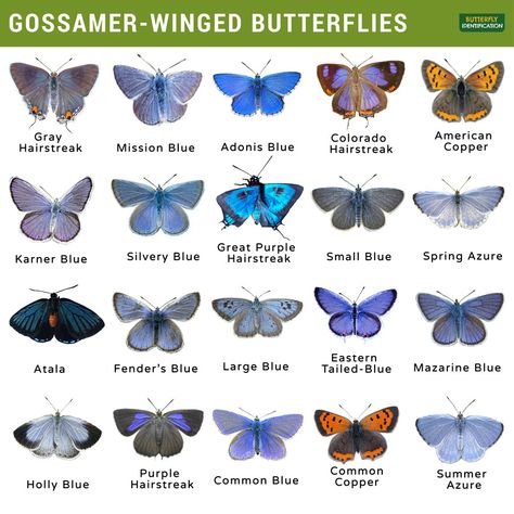 Butterfly Types And Meanings, Lycaenidae Butterfly, Different Types Of Wings, Butterfly Types, Pet Butterfly, Butterfly Information, Butterfly Identification, Types Of Wings, Butterfly Symbolism