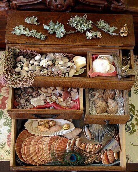 Mermaid Cave, Cave Bedroom, Sea Gifts, Ocean Treasures, Mermaid Aesthetic, Shell Collection, She Sells Seashells, Sea Witch, My Stuff