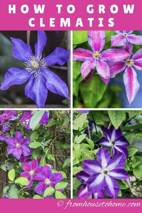 Pruning Clematis, Clematis Plant, Clematis Garden, Growing Clematis, Perennial Flowering Vines, Part Shade Perennials, Clematis Care, Clematis Varieties, Blue Clematis