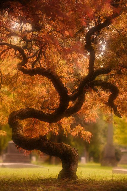 Unusual Trees, Amazing Trees, Matka Natura, Beautiful Trees, Old Tree, Unique Trees, Japanese Maple, Nature Tree, Tree Forest