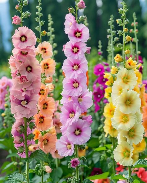 Portulaca Flowers, Flower References, Hollyhocks Flowers, Plant Therapy, Wonderful Flowers, Unusual Flowers, Most Beautiful Flowers, Enchanted Garden, Nature Garden