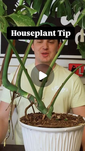 ᖇYᗩᑎ │ ᑭᗰ🌱 on Instagram: "I’m always doing my best to answer your curious houseplant questions! Today is nodes and internodes- very important for propagation!🌿

🌸 @tannertheplanter IG🌿

#monsteraplant #monsteralovers #monsteradeliciosa #monsteramonday #plants #monsteraleaf #plantsmakepeoplehappy #plantsofinstagram #monsteravariegata #houseplants #monsteraadansonii #plantlife #plantlover #indoorplants #plantaddict #plantlovers #rareplants #monsterathaiconstellation #plantcommunity #plantparenthood #houseplantsofinstagram #monsterafanclub #plantcollection #plantmom #plantsplantsplants #urbanjungle #houseplantclub" Propagate Swiss Cheese Plant, Huge Monstera Plant, Monstera Propagation Water, Philodendron Propagation, Monstera Care, Air Layering, Lucky Plant, Swiss Cheese Plant, Plant Propagation