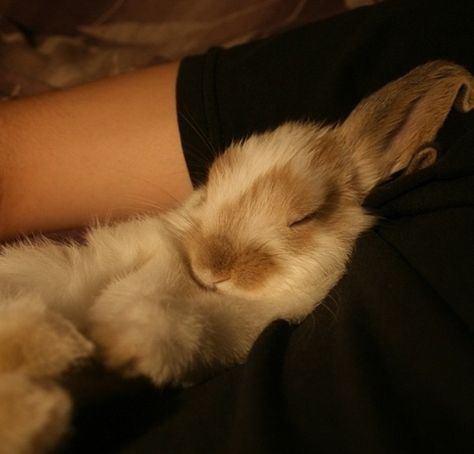 Cuddly bunny A Cat, White