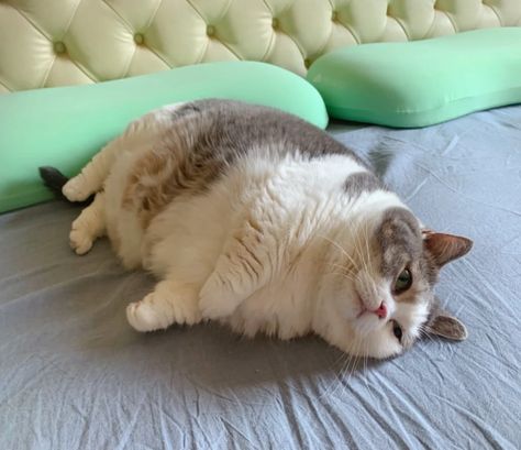 Calming Cat, Cheezburger Cat, No Context, Silly Cats Pictures, Cute Cats Photos, Cat Pictures, Super Cute Animals, Pretty Animals, Silly Animals