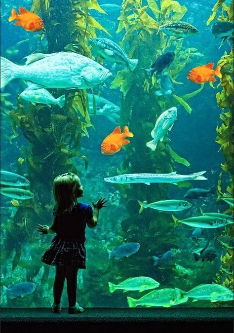 Aquarium Reference, Kelp Forest, Summer Backgrounds, The Best Books, Photography Contests, Monopod, Chibi Drawings, Ap Art, What To Buy