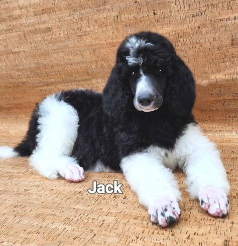 Standard Poodles – Standard Poodle Puppies for Sale | Smith Standard Poodles Poodles Standard, Standard Poodles For Sale, Phantom Poodle, Standard Poodle Puppies, Black Standard Poodle, Parti Poodle, Poodle Puppy Standard, Poodle Puppies For Sale, Black And White Tuxedo