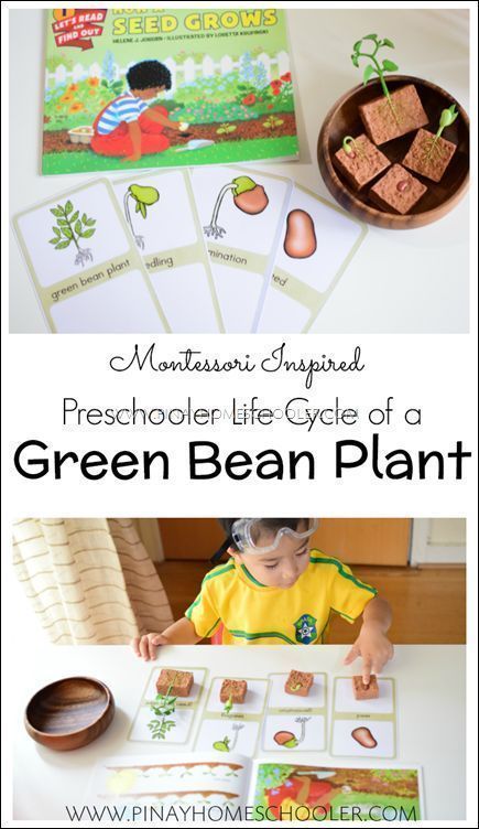 Green Bean Plant, Teaching Garden, Plants Life Cycle Activities, Montessori Botany, Cycle For Kids, Garden Unit, Montessori Science, Preschool Garden, Life Cycles Activities