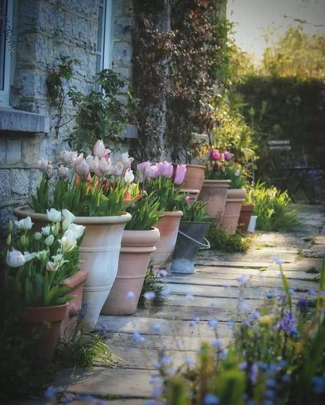 Gardening Paradise☘️ on Instagram: "Still haven’t potted up the tulips but it’s fine, there’s still time. We’ve gone from -8 °C to double digits with downpours and strong winds. Maybe sometime this week. . . . Credit: @thecountrycrib #TheCountryCrib #TheCountryCrib #gatherandcreate #excessivelydivertedbyflowers #seasonspoetry #tulipseason #cottagegardenflowers #flowerlovers #cottagecore #cottagecoreaesthetic #pottedgarden #cottagegarden #inspiremyinstagram #countrygarden #countrygarden #en Mediterranean Patio Ideas, Glow Garden, Tulip Season, English Country Garden, English Country Gardens, Magical Garden, Garden Photography, Romantic Garden, Country Garden