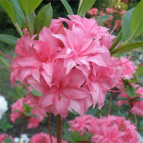 Homebush Deciduous Azalea - Buy Rhododendron Homebush AGM online Pruning Rhododendrons, September Flowers, Side Yards, Pink Azaleas, Plant Supplies, Autumn Foliage, Fast Growing Plants, Plant Protection, Plant Spacing