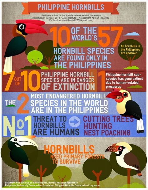 Hornbill infographic Animal Infographic, Biodiversity Conservation, Creative Infographic, Save Our Oceans, Educational Infographic, Bird Hunting, Homeschool Help, Fast Facts, Information Graphics