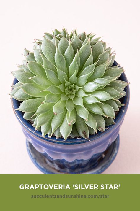 Succulent Names, Types Of Succulents Plants, Kaktus Dan Sukulen, How To Water Succulents, Cactus Planta, Succulent Garden Diy, Propagating Succulents, Types Of Succulents, Succulent Soil