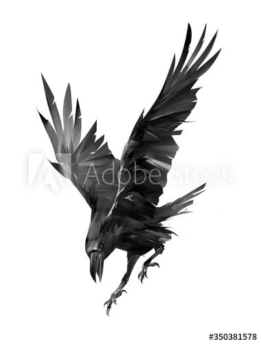 painted raven attacking bird on a white background #AD , #attacking, #raven, #painted, #background, #white Raven Illustration, Black Crow Tattoos, Raven Flying, Raven Painting, Bird Attack, Rabe Tattoo, Crow Flying, Crows Drawing, Crow Tattoo Design