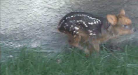 Pudu Deer, Deer Gif, Falling Gif, Majestic Deer, Small Deer, Fawns Deer, Deer Fawn, Sam Winchester, Cute Creatures