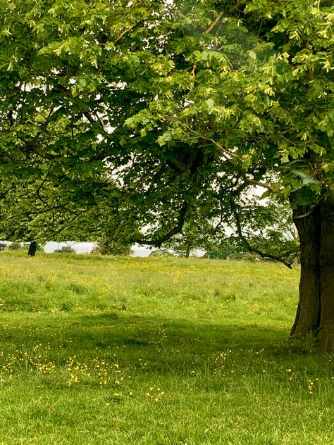 Tree in field Tall Grass Field Aesthetic, Eden Painting, Tree In Meadow, Meadow With Trees, Tree In A Field, Field Surrounded By Trees, Sunny Grassy Field, Grassy Hill, Hollow Tree