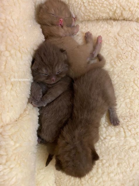 A week and a half old. Follow @britsoutwest on Instagram for more pictures. British Shorthair Kittens, British Shorthair Cats, Magical Life, British Shorthair, More Pictures, Kittens Cutest, Kittens, Animals