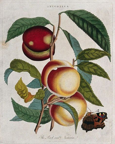 Vault Editions on Instagram: “Peach (Prunus persica) and nectarine (Prunus persica var. nectarina): fruiting branches and butterfly. Coloured etching, c. 1797, after J.…” Wellcome Collection, Nectarine, Gig Posters, Tropical Plants, Botanical Illustration, Digital Collage, Flash Tattoo, Traditional Tattoo, Collage Art