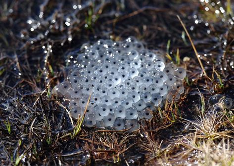 Eggs frog. A lot of eggs frog near a lake , #ad, #frog, #Eggs, #lot, #lake, #eggs #ad Frog Eggs, Stock Photography Free, Frogs, Royalty Free Photos, Halloween Nails, Free Stock Photos, Stock Photography, Photo Image, Royalty Free Stock Photos