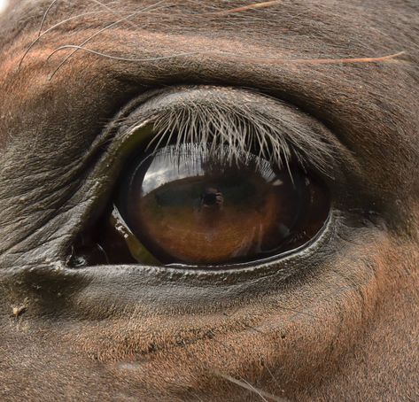 Horse eye by Marianne Bittencourt Mazzarella Horse Art Drawing, Horse Anatomy, Horse Eye, Horse Portrait, Horse Drawing, Horse Drawings, Horse Crazy, Horse Sculpture, Equine Art