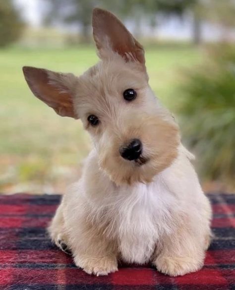 Scottie Puppies, Scottish Terrier Puppy, Scottie Terrier, Scottish Terriers, Really Cute Dogs, Baby Puppies, Scottish Terrier, Scottie Dog, Terrier Dogs