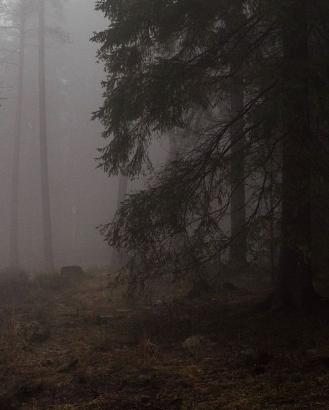 Norway Photography, Foggy Forest, In The Forest, The Forest, Norway, Trees, Forest, Twitter, Photography