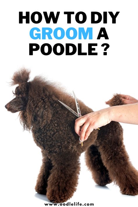 How To Groom Poodles At Home, How To Groom A Poodle At Home, Dogs Hairstyles, Miniature Poodle Haircuts, Poodle Groom, Poodle Styles, Poodle Teddy Bear Cut, Standard Poodle Cuts, Standard Poodle Grooming