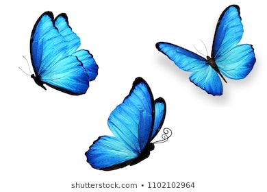 Blue Butterfly Tattoo, Anklet Tattoos, Blue Morpho Butterfly, App Background, Morpho Butterfly, Butterfly Images, Blue Morpho, Blue Butterflies, 3d Tattoo