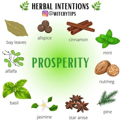 Herbs For Focus Witchcraft, Herbs For Focus, Herbs For Prosperity, Money Oil Recipe, Magical Herbs Witchcraft, Kitchen Witchcraft, Money Oil, Clean Gut, Herbal Witch