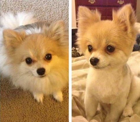 49 Cute Pomeranian Haircut Ideas - All The Different Types and Styles Pomeranian Puppy Cut, Pomeranian Haircuts, Pomeranian Grooming, Pomeranian Haircut, Baby Pomeranian, Undercut Hairstyle, Puppy Cut, Dog Haircuts, Cute Pomeranian