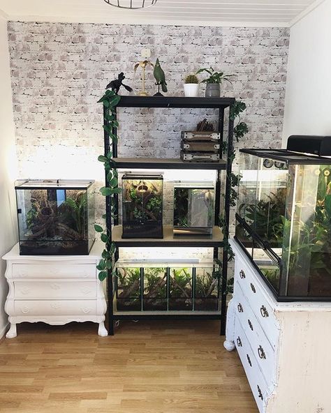 Reptile Rack, Snake Terrarium, Snake Enclosure, Reptile Room, Fishing Room, Reptile Tank, Pet Enclosure, Reptile Terrarium, Reptile Cage