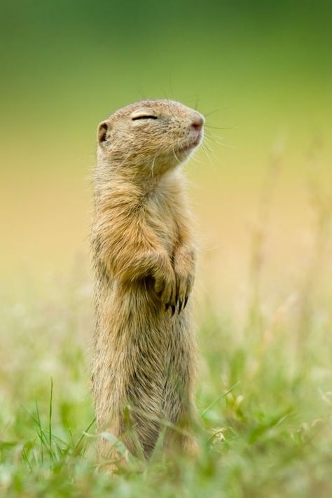 European Ground Squirrel (Spermophilus citellus) / Ecureuil terrestre d'Europe / Image by lakyn03 (Lukas Zdrazil) from inaturalist.org Ground Squirrel, Kingdom Animalia, Prairie Dog, Food Web, College Work, Favorite Animals, Animal Species, Rodents, Water Colour