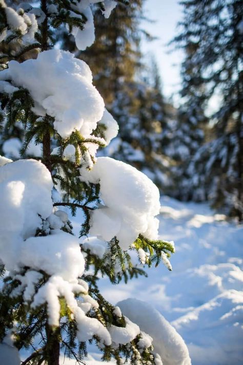 Jackson Hole Winter, Winter Pines, Lake Tahoe Winter, Tahoe Winter, Alaska Winter, Winter Poems, Winter Landscape Photography, Nature Winter, Winter Outdoors