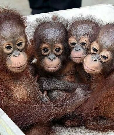 Funny Orangutan, 4 Monkeys, Funny Monkeys, Baby Zoo Animals, Regnul Animal, Baby Orangutan, Fotografi Vintage, Great Ape, Cute Monkey