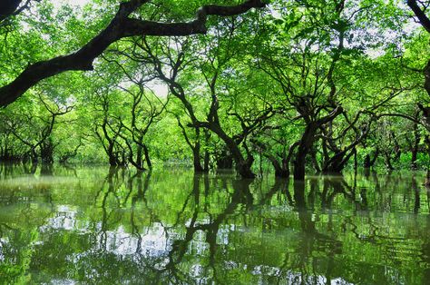 Ratargul Swamp Forest is the only swamp forest located in Bangladesh and one of the few freshwater swamp forest in the world. Ratargul Swamp Forest, Vietnam Landscape, Swamp Forest, Empire Season, Season 1, Fresh Water, Vietnam, Trees, Forest