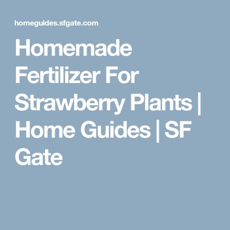 Homemade Fertilizer For Strawberry Plants | Home Guides | SF Gate Strawberry Fertilizer, Potted Strawberry Plants, Home Made Fertilizer, Homemade Fertilizer, Types Of Strawberries, Diy Fertilizer, Strawberry Plant, Berry Garden, Foliar Spray