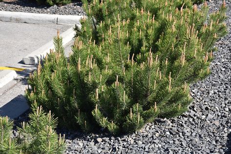 Click to view a full-size photo of Dwarf Mugo Pine (Pinus mugo var. pumilio) at Tagawa Gardens Mugo Pine, Pinus Mugo, Low Maintenance Shrubs, Parker Colorado, Gravel Garden, Drought Tolerant Plants, Evergreen Shrubs, Plant Nursery, Landscaping Plants