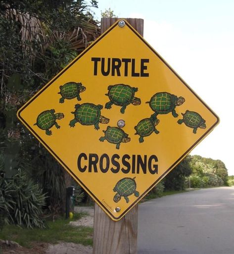 Turtle Crossing. Need to make something like this! Crossing Sign, Turtle Love, Hawaii Life, A Turtle, Paradise On Earth, Summer Wallpaper, Summer Feeling, Summer Dream, Summer Pictures