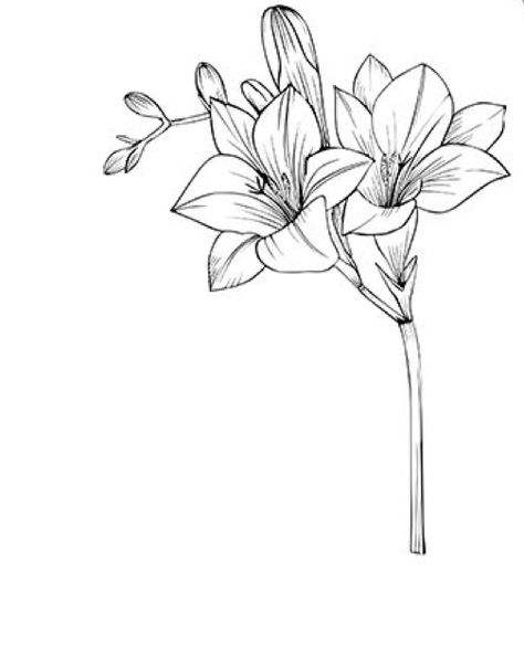 Fresia Drawings, Freesias Flower Tattoo, Fresia Flower Tattoo, Fresias Tattoo, Freesia Drawing, Freesia Flower Tattoo, Freesia Tattoo, Nan Tattoo, Poppy Flower Drawing