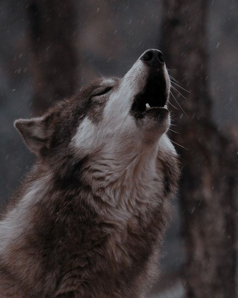 Werewolf Aesthetic, Wolf Photography, Psy I Szczenięta, Wolf Photos, Wolf Spirit Animal, Wolf Love, Wolf Pictures, Wolf Spirit, Beautiful Wolves