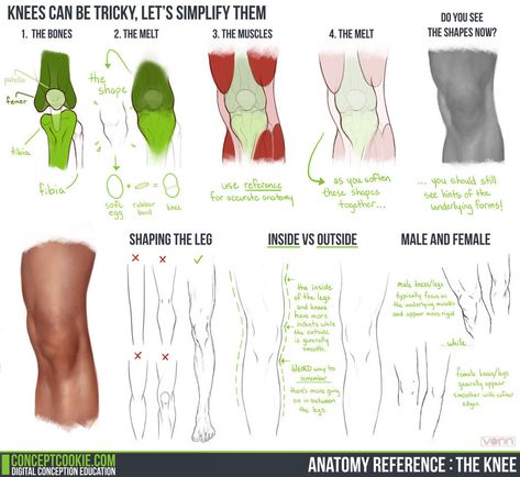 Anatomy Head, Leg Anatomy, Human Legs, Anatomy Tutorial, Muscle Anatomy, Anatomy For Artists, Anatomy Study, Comic Drawing, Anatomy Drawing