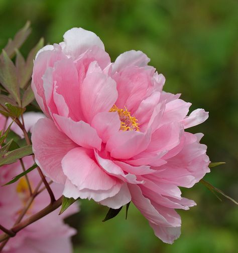 Peony suffruticosa 'Hanakisoi' Peony Painting, Peonies Garden, Decoration Plante, Love Garden, Peony Flower, Beautiful Blooms, Flower Photos, Flower Pictures, Amazing Flowers