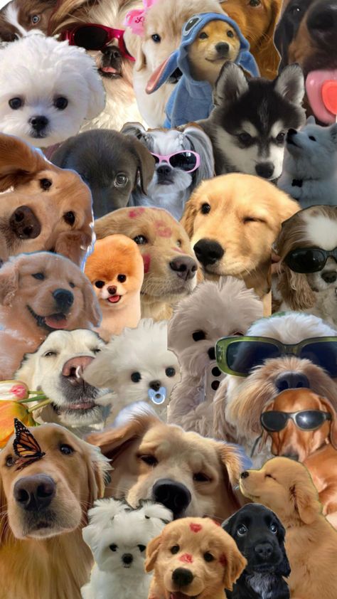 Funny Animals, Collage, Funny, Dogs, Animals